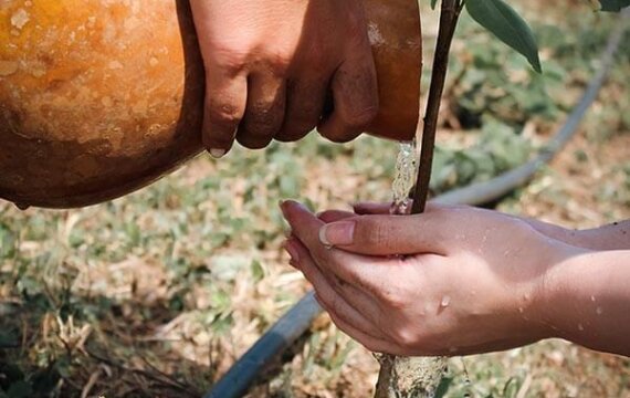 Watering a tree from Legacy Trees